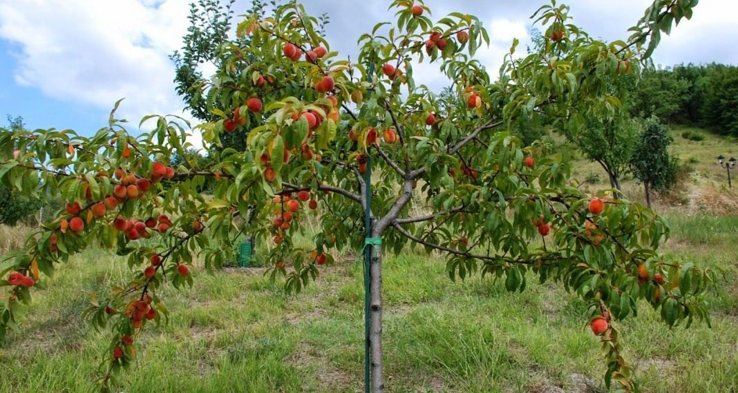 Покропила персик, а пішов дощ