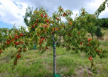 Покропила персик, а пішов дощ