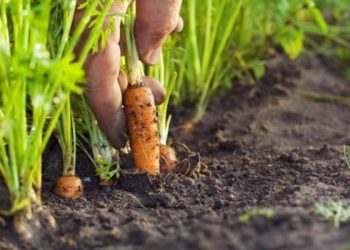 Моркву проріджуйте ввечері