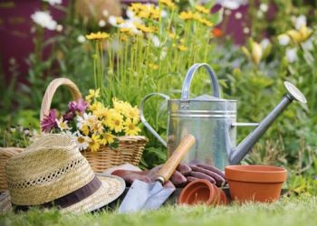 Липень на городі, в саду та квітнику