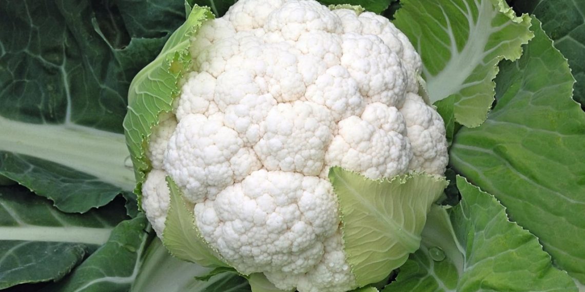 Цвітній капусті “засмагати” не можна