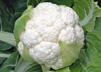 Цвітній капусті “засмагати” не можна