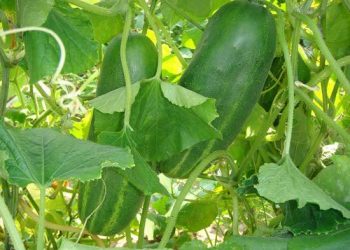 Що робити, якщо огірки потерпають від опіків