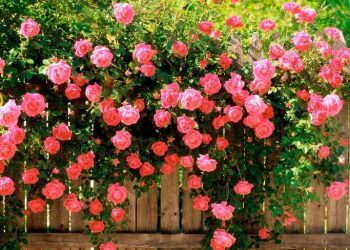 Підживлюємо троянди