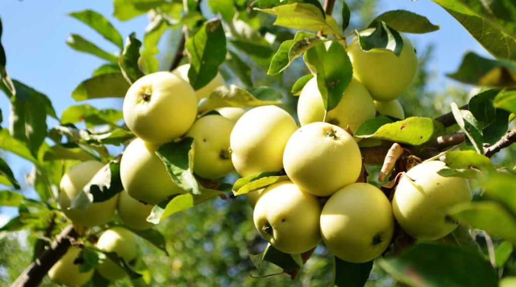 Найулюбленіший сорт яблук — Білий налив