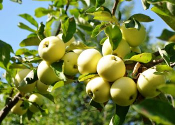 Найулюбленіший сорт яблук — Білий налив