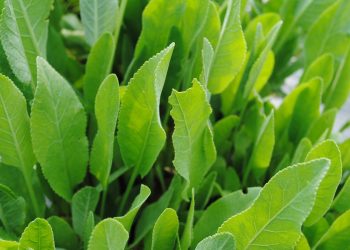 Канупер вилікує печінку