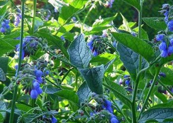 Живокіст на зелене добриво