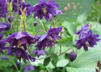 Орлики з насіння