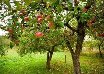 Падалиця з користю для саду