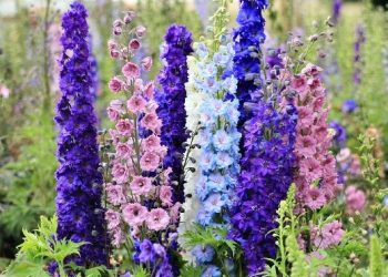 Секрети вирощування дельфініуму