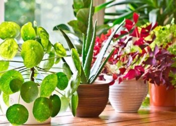 Як доглядати за кімнатними рослинами в спеку?