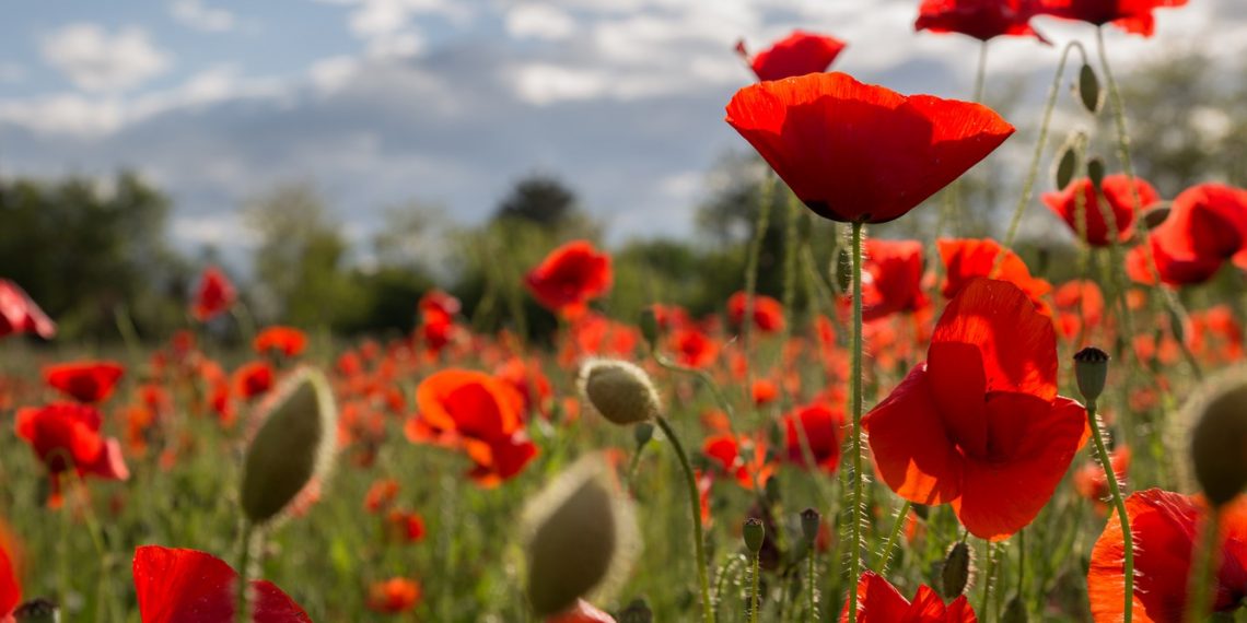 Чи можна вирощувати мак на городі?