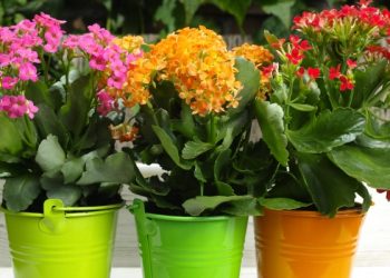 Місячний календар для кімнатних та декоративних рослин на липень