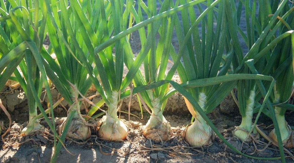 Перед викопуванням цибулю не поливають