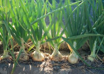 Перед викопуванням цибулю не поливають