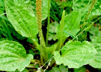 Подорожник замість пластиру