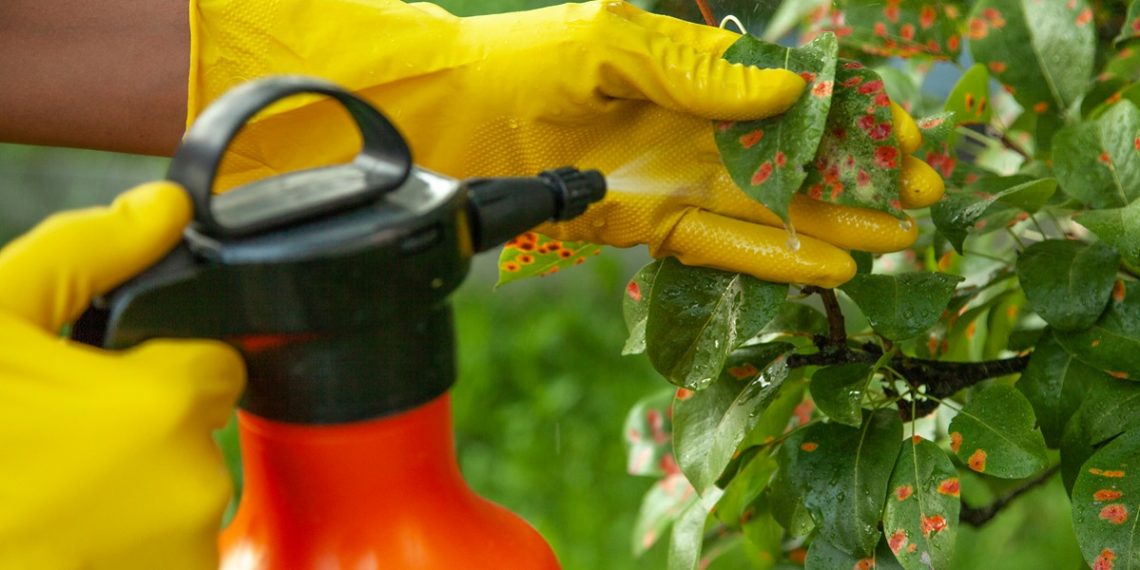 Що потрібно знати про фунгіциди?