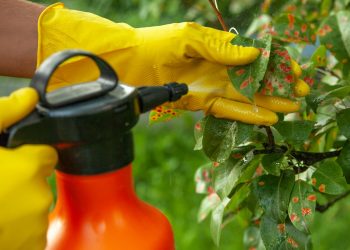 Що потрібно знати про фунгіциди?