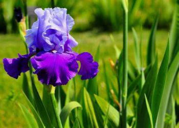 Чому не розпускаються іриси?