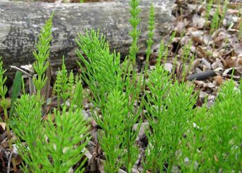 Хвощ і ріст стимулює, і лікує