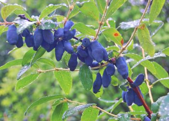 Стигла жимолость довго не зберігається