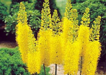 Цвіте еремурус