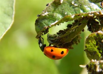 Мило проти попелиці