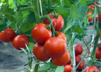 Аби помідори швидше достигли