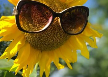 Серпень на городі, в саду та квітнику