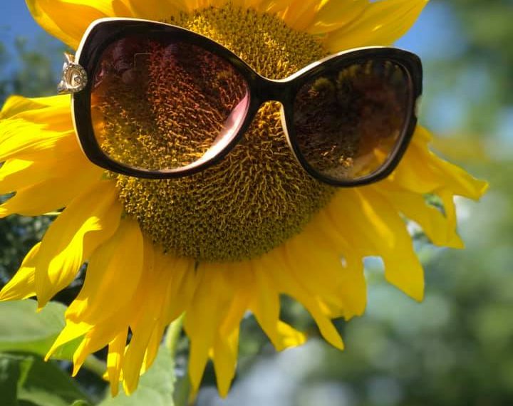 Серпень на городі, в саду та квітнику