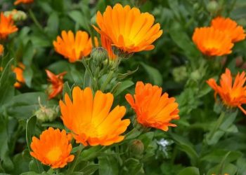 Календула оздоровить ділянку