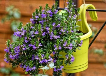 Місячний календар для кімнатних рослин на серпень