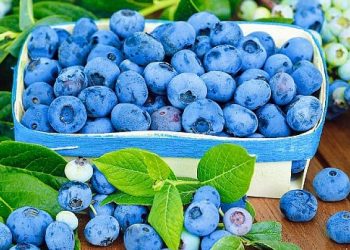 Як зберігати лохину та що з неї можна приготувати?