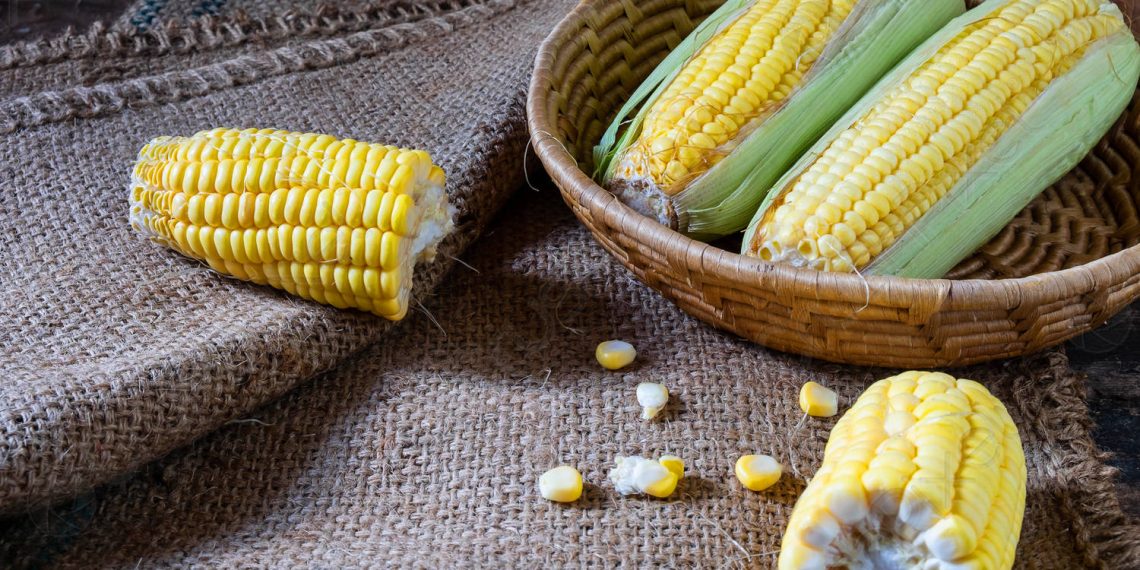 І золото в кукурудзі є