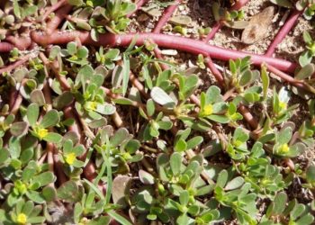 Портулак — головний біль городників