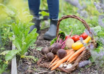 Вересень на городі, в саду та квітнику
