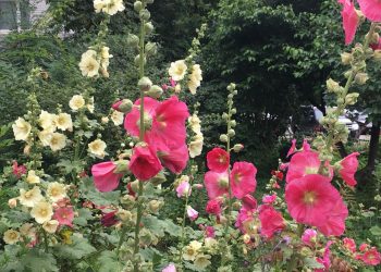 Які шкідники уражають мальву?