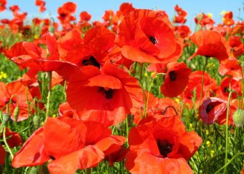 Що ви не знали про мак