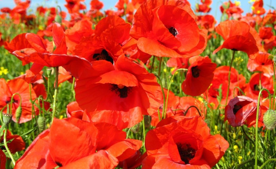 Що ви не знали про мак