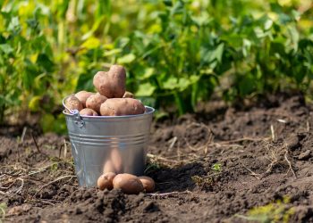 Обираємо картоплю на посадку