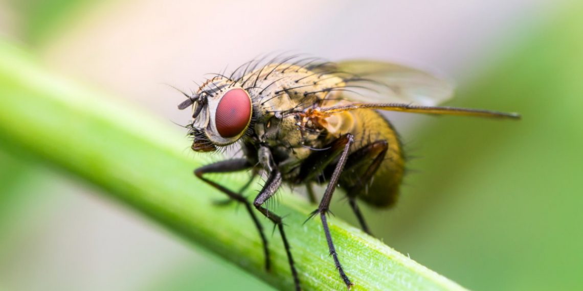 Яка муха вкусила?