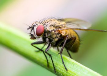 Яка муха вкусила?