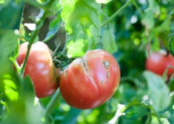 Звідки “шрами” на томатах?