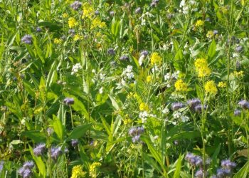 Зібрали врожай — посійте сидерати