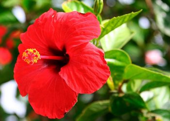 Квіти гібіскусу недовговічні