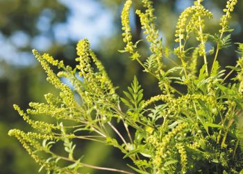 Хто відповідальний за знищення амброзії