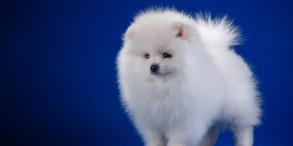 Шерсть від домашніх улюбленців у домі: як усунути проблему?