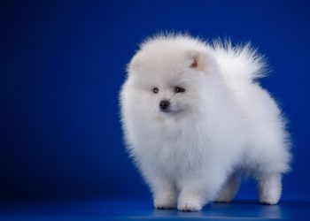 Шерсть від домашніх улюбленців у домі: як усунути проблему?