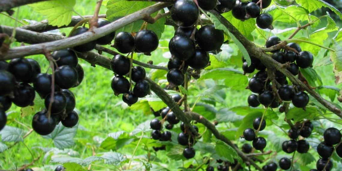 Час живцювати смородину